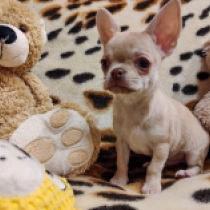 Chihuahua puppy for sale
