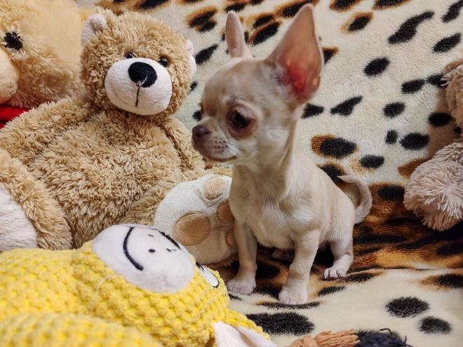 Chihuahua puppy for sale