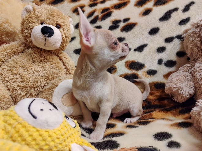 Chihuahua puppy for sale