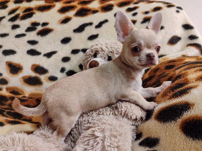 Chihuahua puppy for sale