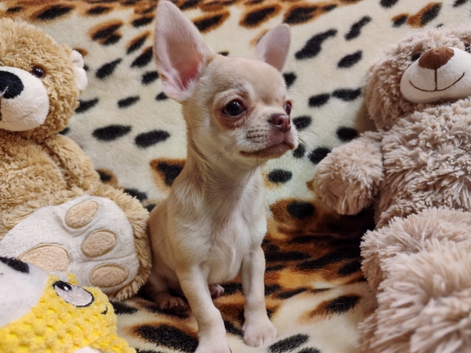 Chihuahua puppy for sale