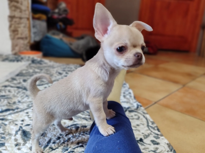 Chihuahua puppy for sale