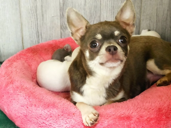 Chihuahua Welpe zu verkaufen