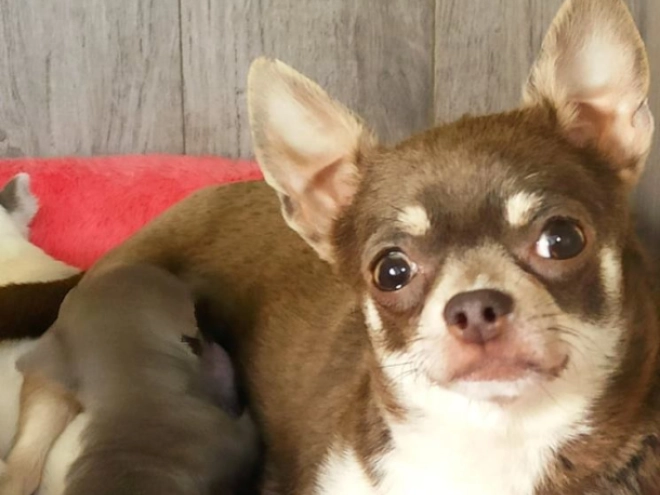 Chihuahua Welpe zu verkaufen