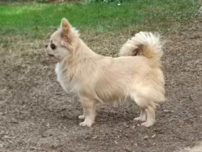 Chihuahua Welpe zu verkaufen