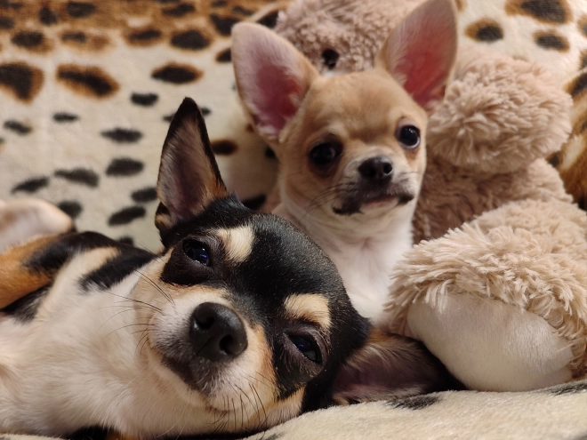 Chihuahua Welpe kaufen