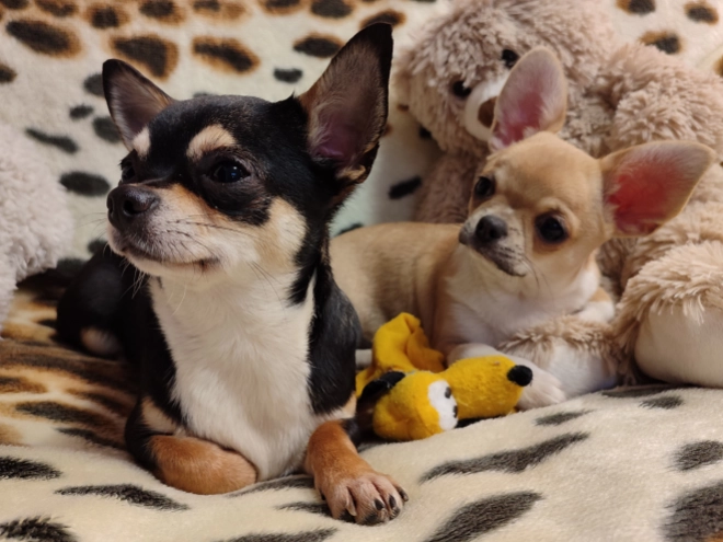 Chihuahua Welpe kaufen