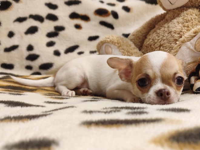 Chihuahua Welpe kaufen