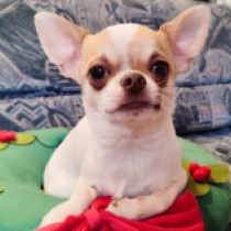 Wilow, white with markings Chihuahua en venta