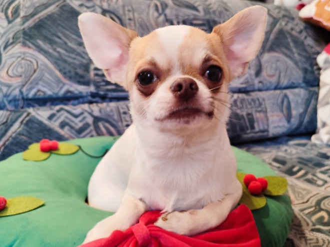 Chihuahua Welpe kaufen