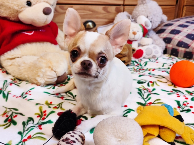 Chihuahua Welpe kaufen