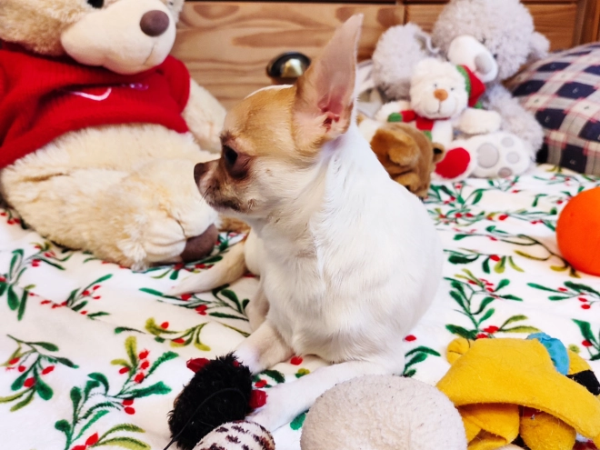 Chihuahua Welpe kaufen