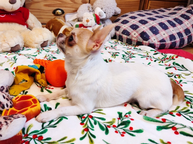 Chihuahua Welpe kaufen