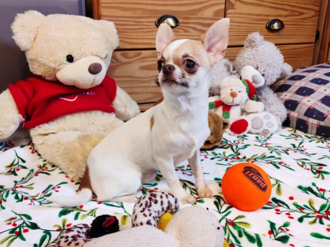 Chihuahua Welpe kaufen