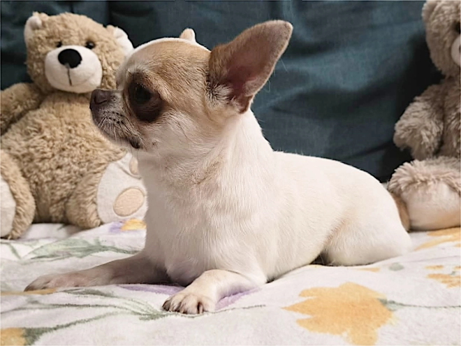 Chihuahua Welpe kaufen