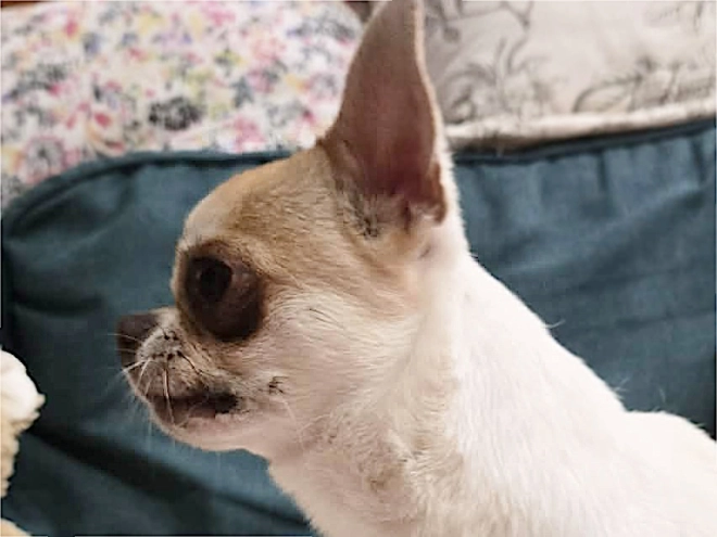 Chihuahua Welpe kaufen