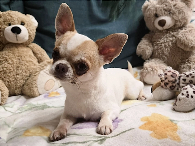Chihuahua Welpe kaufen