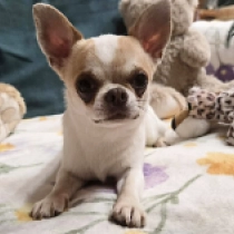 Wilow, white with markings Chihuahua for sale
