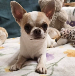 Perros Chihuahua en venta