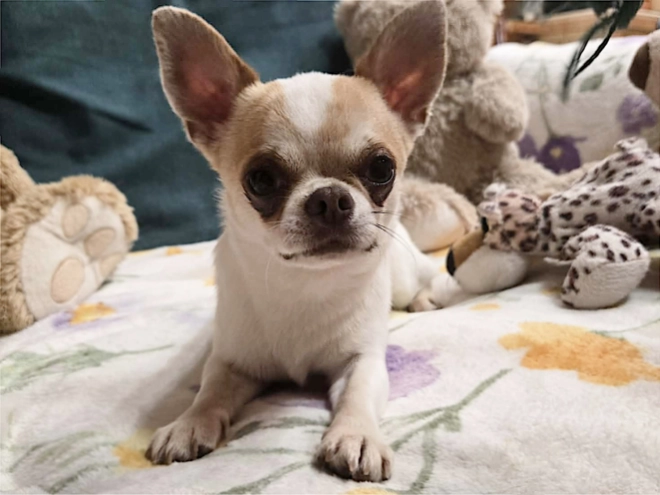 Chihuahua Welpe kaufen