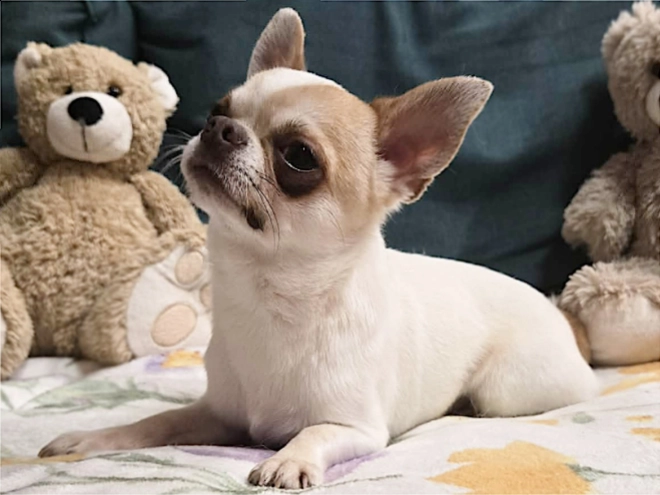 Chihuahua Welpe kaufen