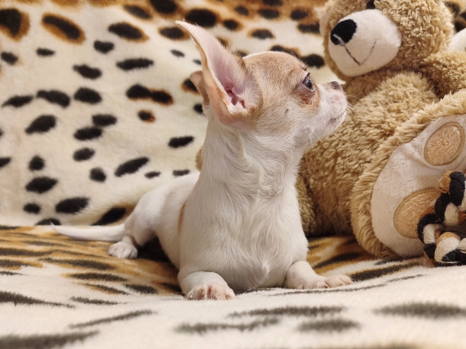 Chihuahua Welpe kaufen
