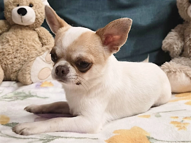 Chihuahua Welpe kaufen