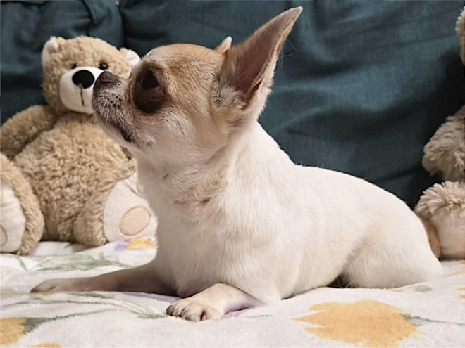 Chihuahua Welpe kaufen