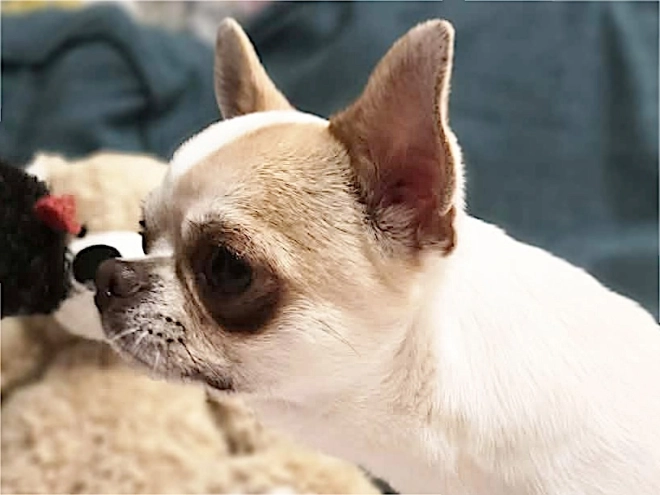 Chihuahua Welpe kaufen