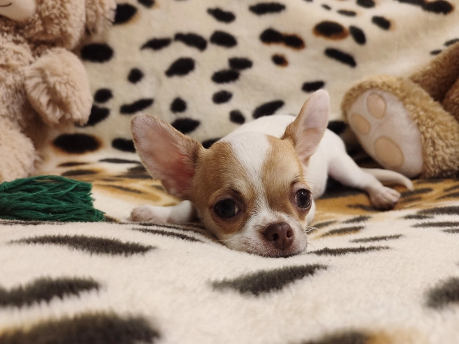Chihuahua Welpe kaufen