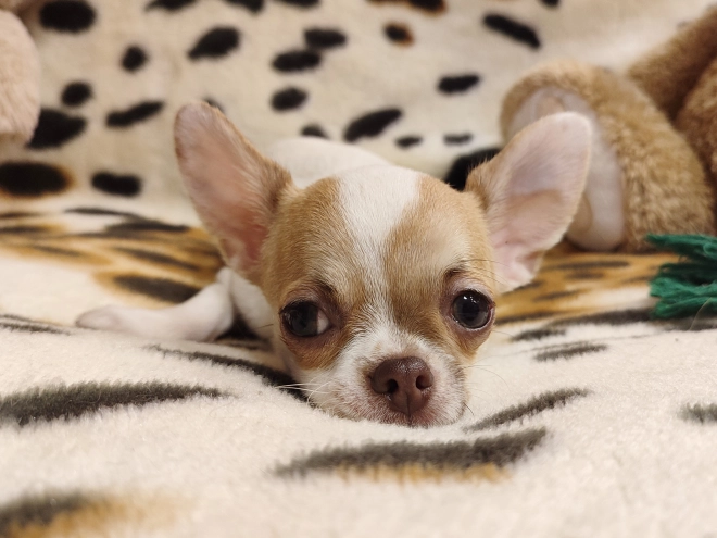 Chihuahua Welpe kaufen