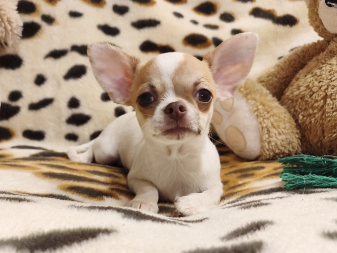 Chihuahua Welpe kaufen