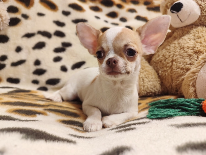 Chihuahua Welpe kaufen