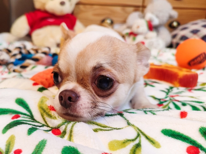 Chihuahua Welpe kaufen