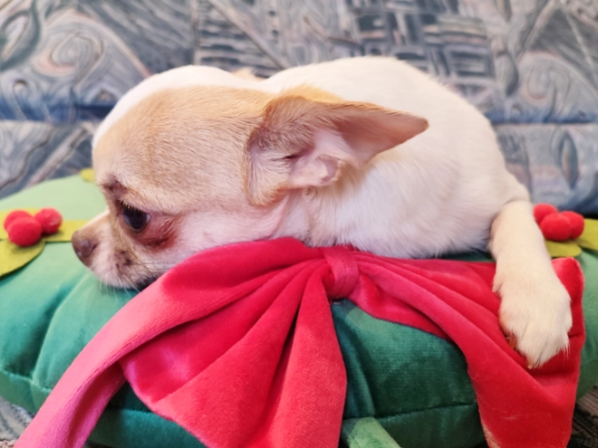 Chihuahua Welpe kaufen