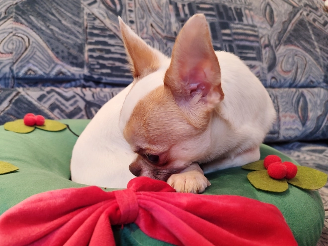 Chihuahua Welpe kaufen