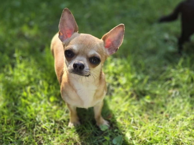 Chihuahua Welpe kaufen