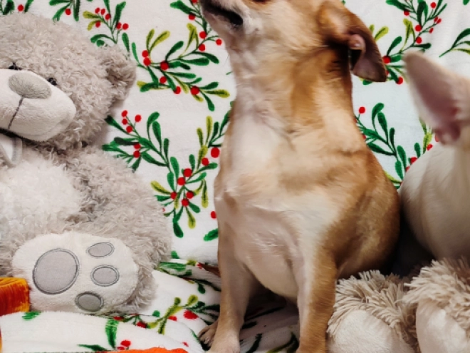 Chihuahua Welpe kaufen