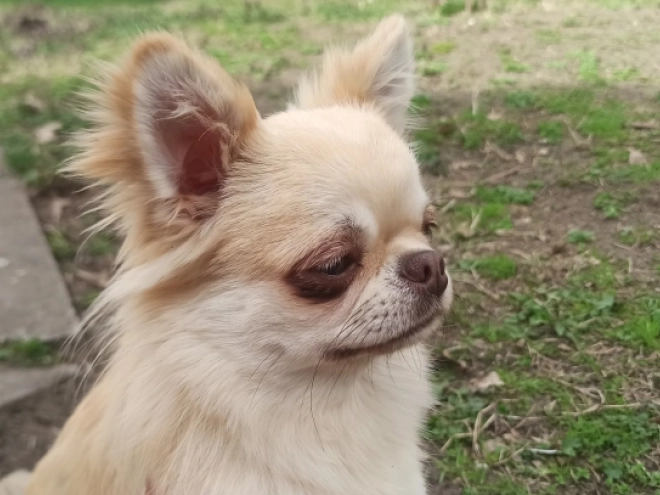 Chihuahua Welpe kaufen