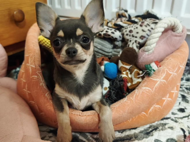 Perros Chihuahua en venta
