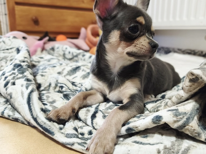 Perros Chihuahua en venta