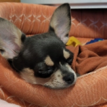 Zayna, blue and tan Chihuahua for sale