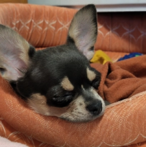 Chihuahua Welpe kaufen