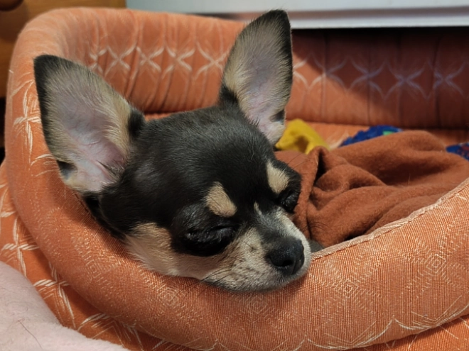 Perros Chihuahua en venta