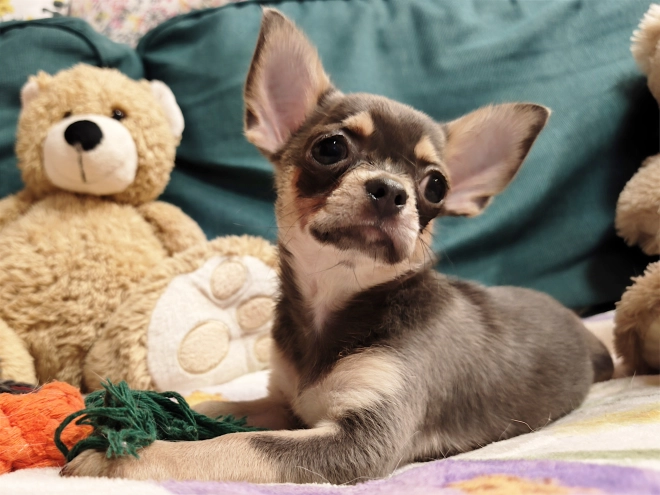Chihuahua Welpe kaufen