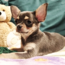 Zayna, blue and tan Chihuahua for sale