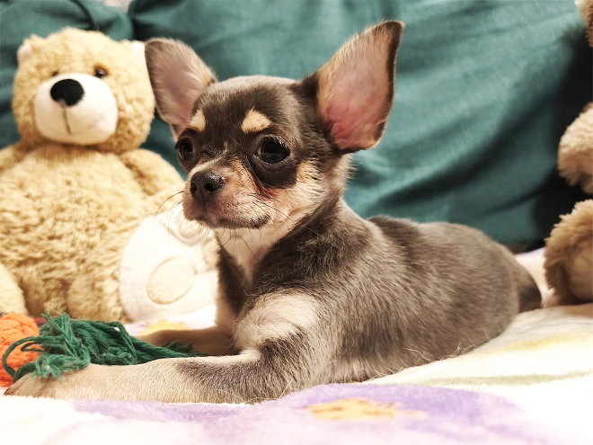 Chihuahua Welpe kaufen