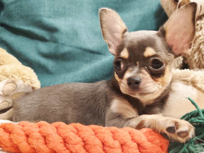 Chihuahua Welpe kaufen