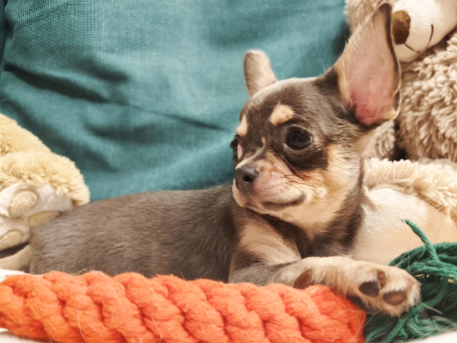 Chihuahua Welpe kaufen