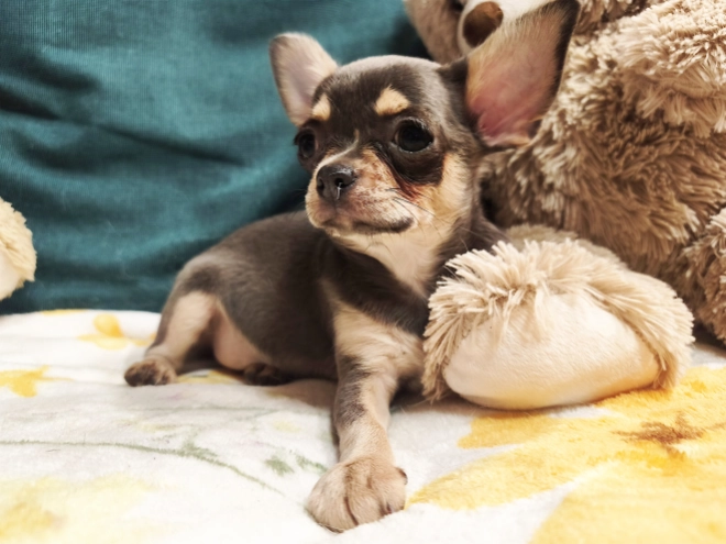 Chihuahua Welpe kaufen